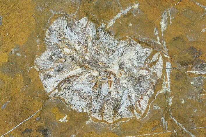 Paleocene Fossil Cone (Parataxodium) - North Dakota #156261